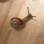 連休明けの月曜日🐌