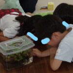 メダカに家族が増えました🐟