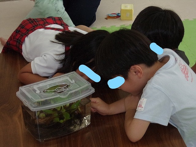 メダカに家族が増えました🐟