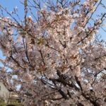 4月７日（木）　春がきた～