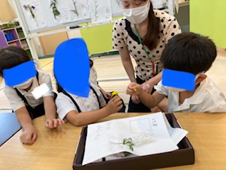 ７月８日（金）実験（お花のふしぎ）