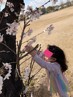 4月4日㈪🌸桜満開！お散歩日和🌸